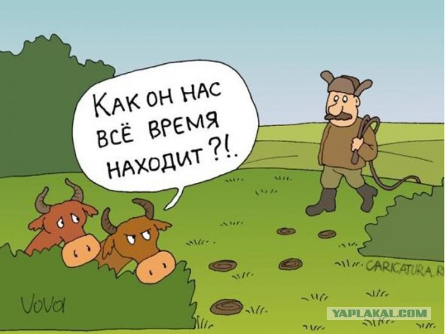 Веселое из сети