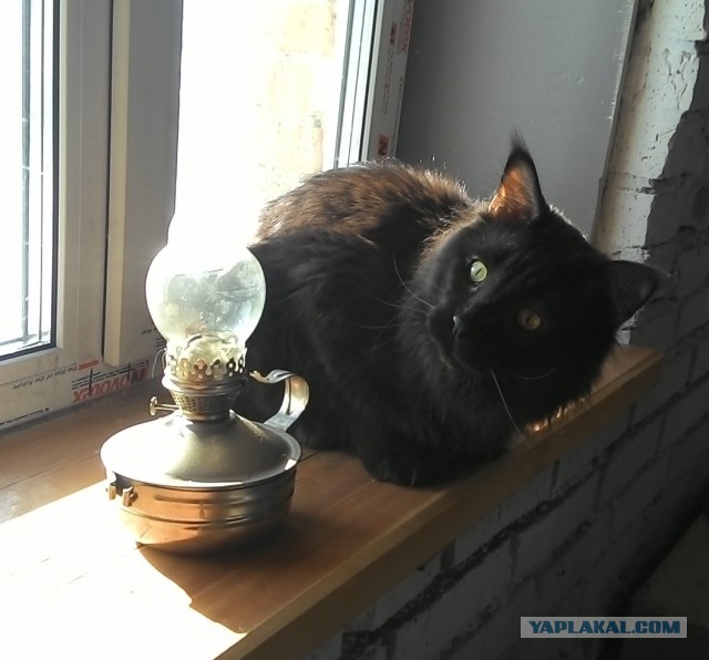 Котовторник