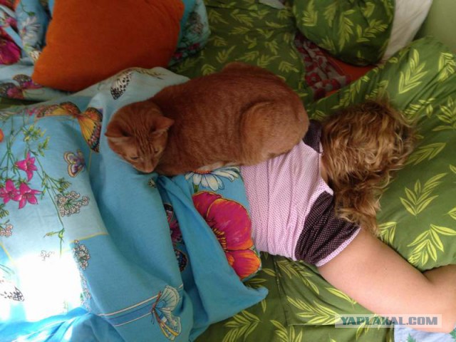 25 кошек, которые спят где угодно