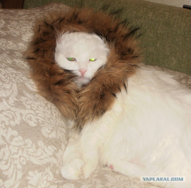 Про Тучку, которая стала Дымкой