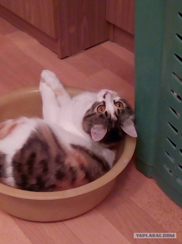 Котовторник