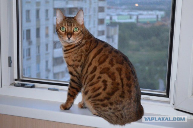 Кастрировать или нет?
