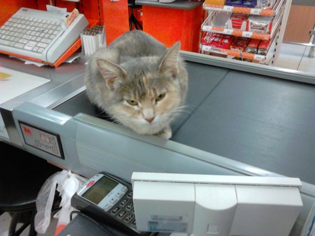 Котовторник