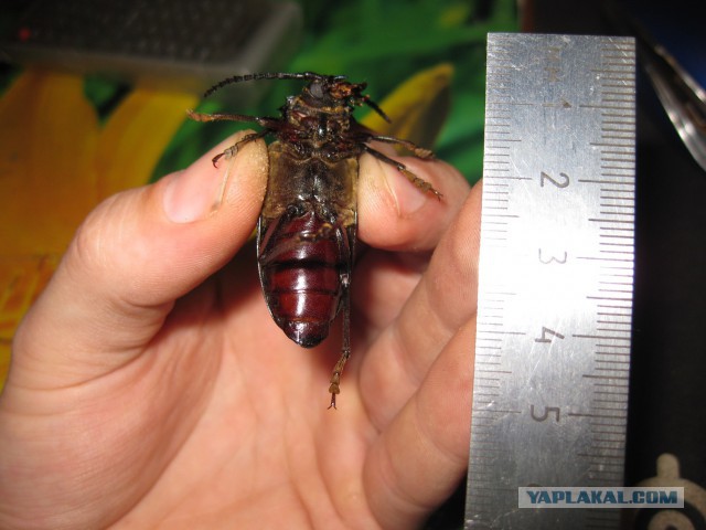 Таракан - идеальный организм