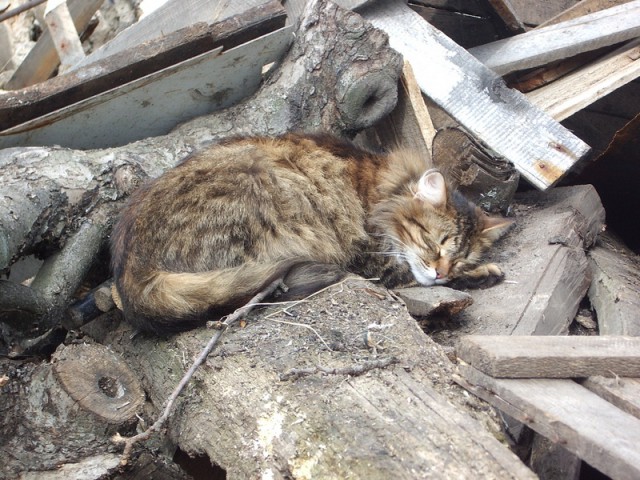 Мимимишности пост