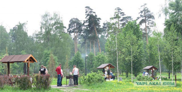 Рослесхоз разъяснил, что рубка сушняка и присвоение ветровальной и буреломной древесины - это хищение