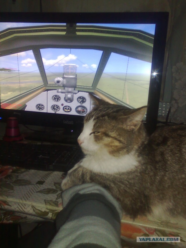 Котовторник 19.04.2016