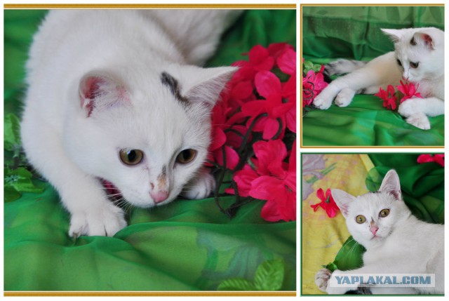 Котовторник 19.04.2016