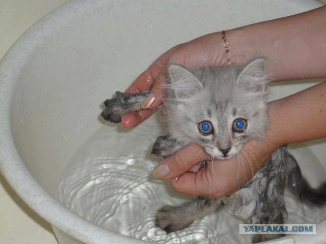 25 котят, которые так быстро выросли