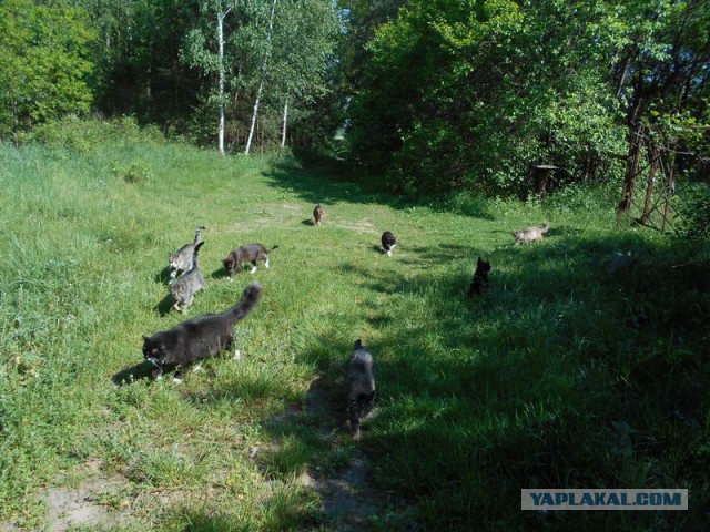 Жизнь домашнего приюта для котеек 115