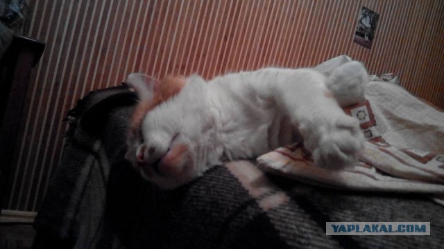 Котовторник 01.11.2016 г.