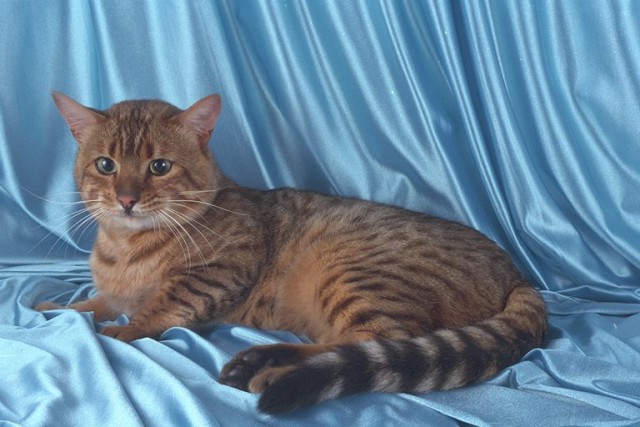 Коты из сети