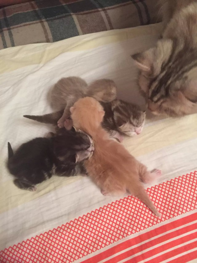 Коты из сети