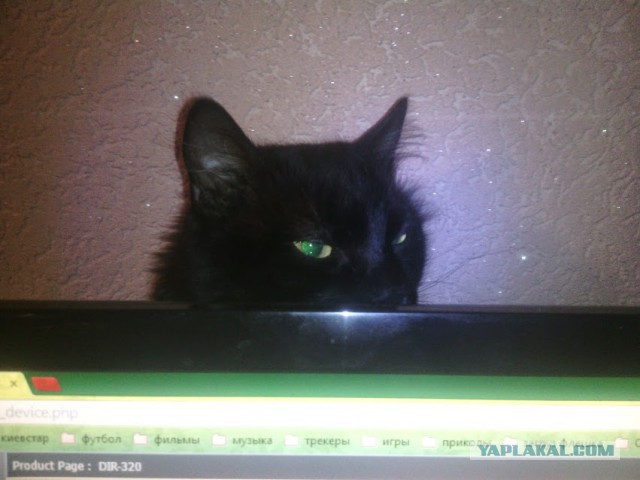 Котовторник  17.01.2017