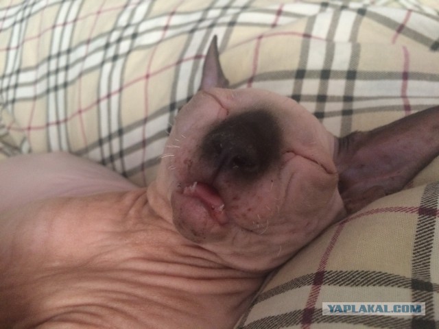 Прохожу мимо спящей котейки, и думаю что с ней?