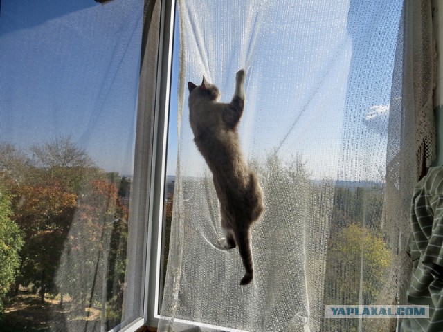Котовторник 21.02.2017