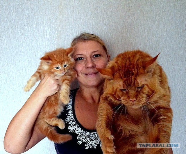 Джокер и его семья