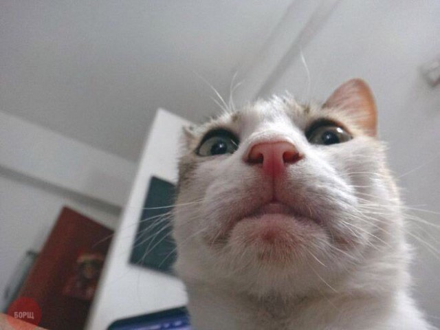 Коты и Кошки
