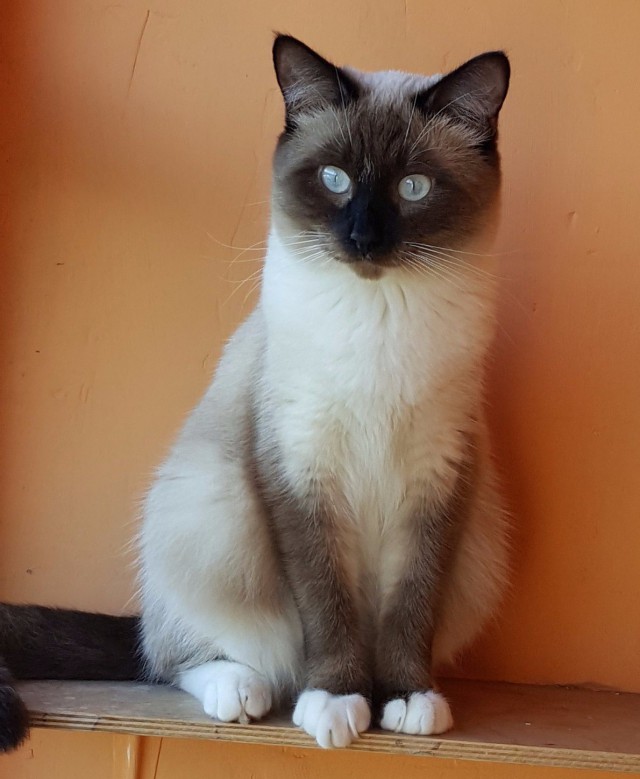 Котовторник  25.07.2017