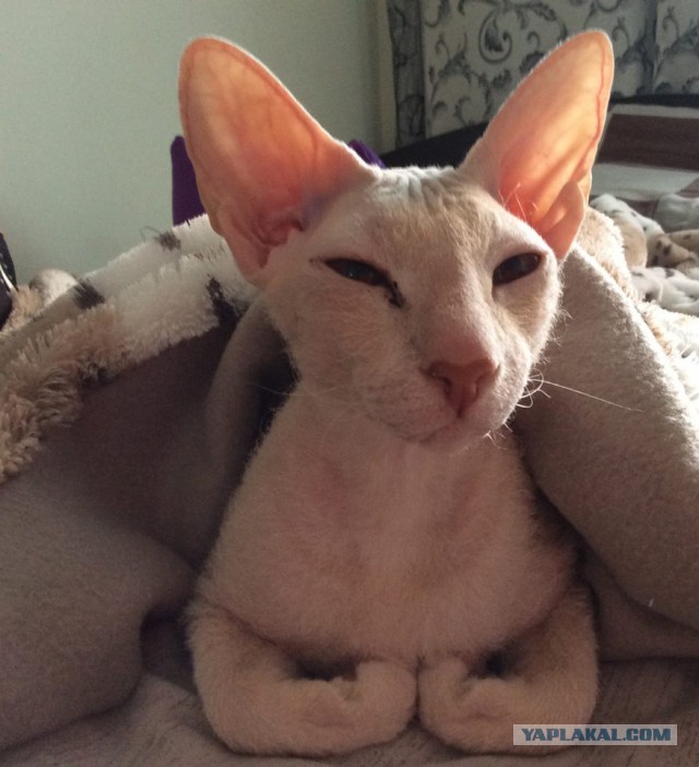 Котовторник