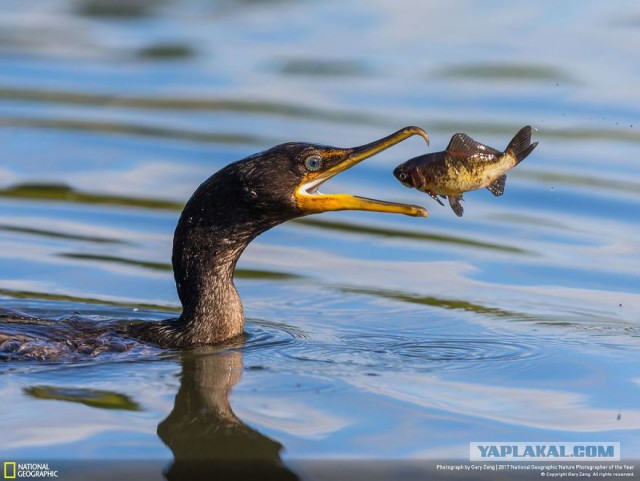 Финалисты конкурса фотографий National Geographic