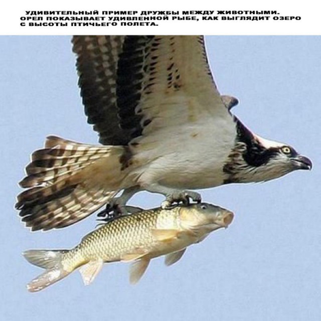 Всякий хлам. Воскресная разрядка-2