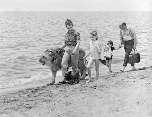 Пума и новогодняя елка