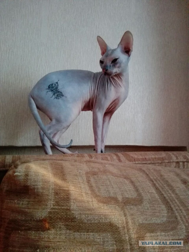 Котовторник  13.02.2018
