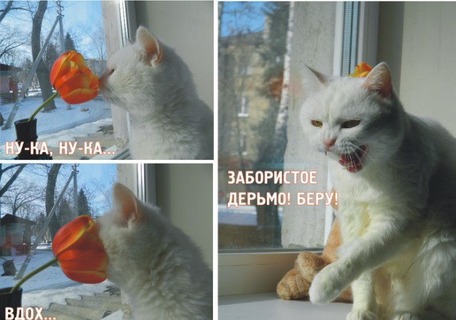 От работы отдохни, в картинки загляни!