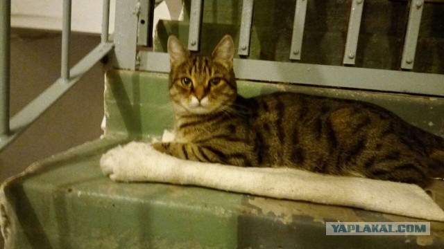 Котовторник 20.03.2018