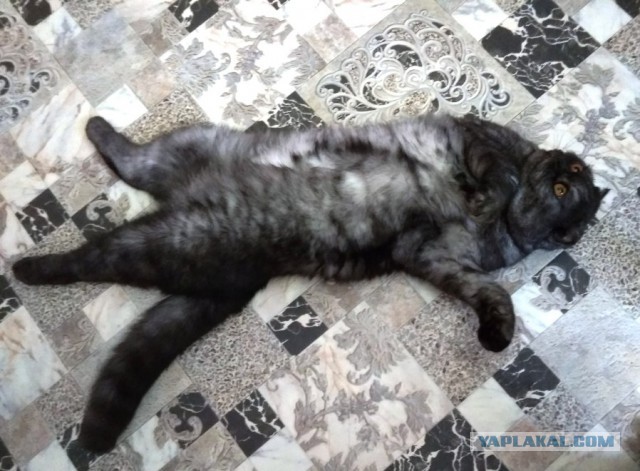 Котовторник 26.06.2018