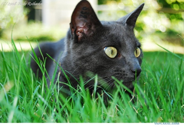 Котовторник на ЯПлакалъ