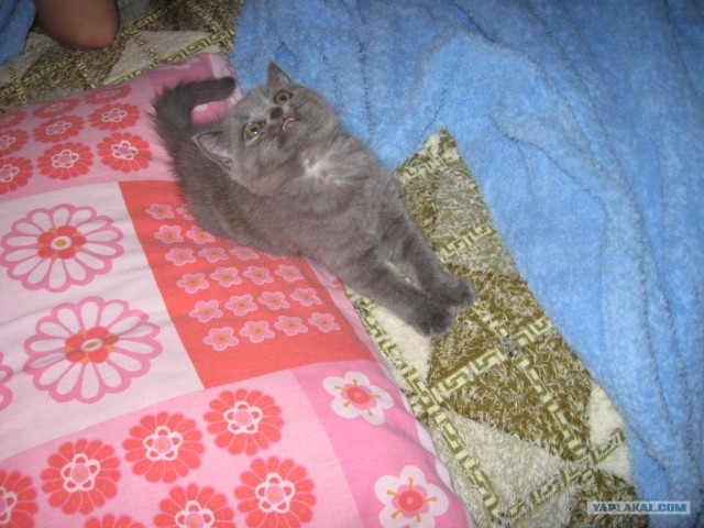 Внимание! На ЯПе КОТОВТОРНИК. 23.09.08.