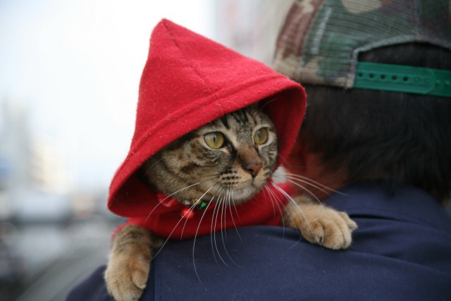 Котовторник в ЯПонии (58 фот)