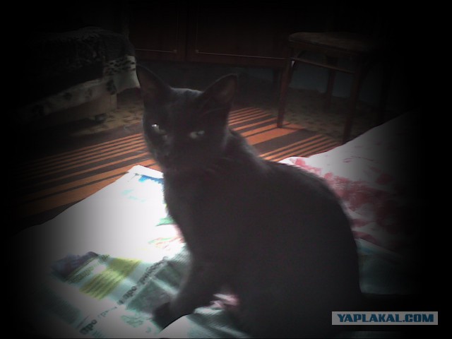 Преданная кошка не отходила от умирающей бабушки, а потом продолжала приносить ей подарки