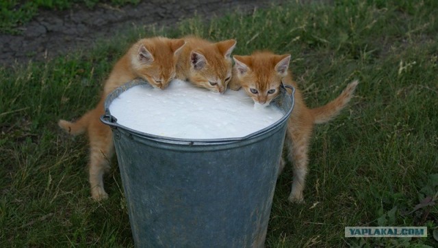 Котовторник