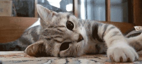 Котовторник уже сегодня!