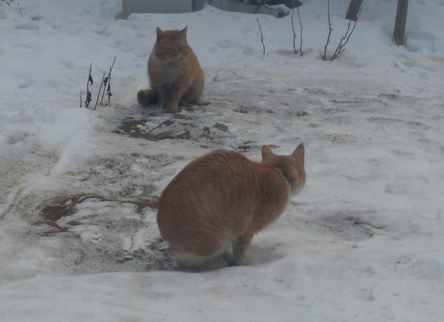 Котовторник!