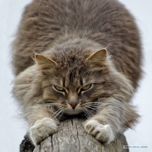 Котовторник объявляется открытым!