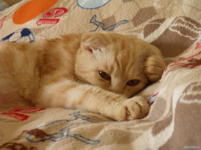 Профессиональный котовторник