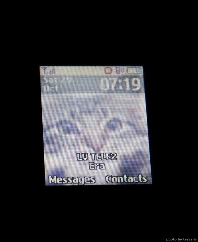 Котовторник! 08.11.11