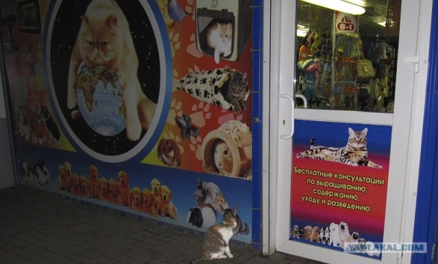 Ну и где ваш котовторник?