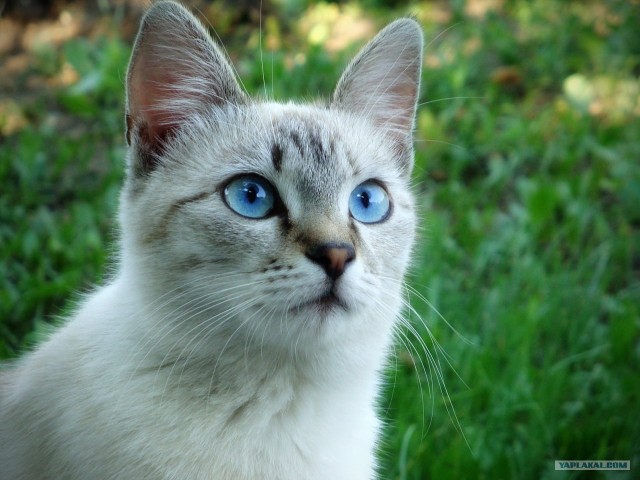 Котовторник! 13.03.2012