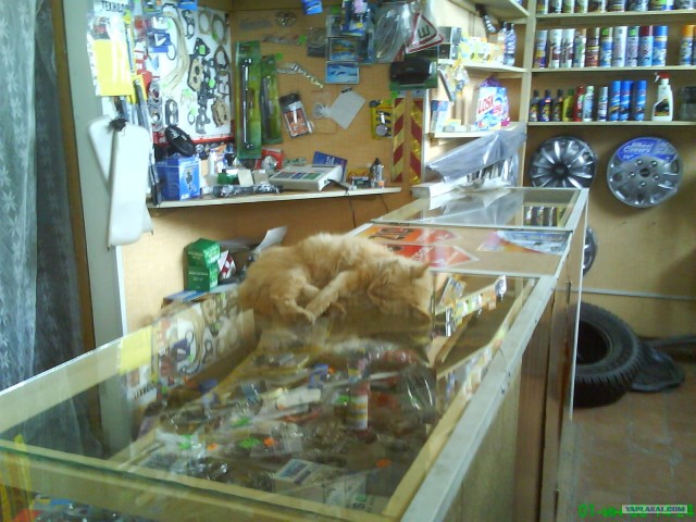 Котовторник 20.03.2012