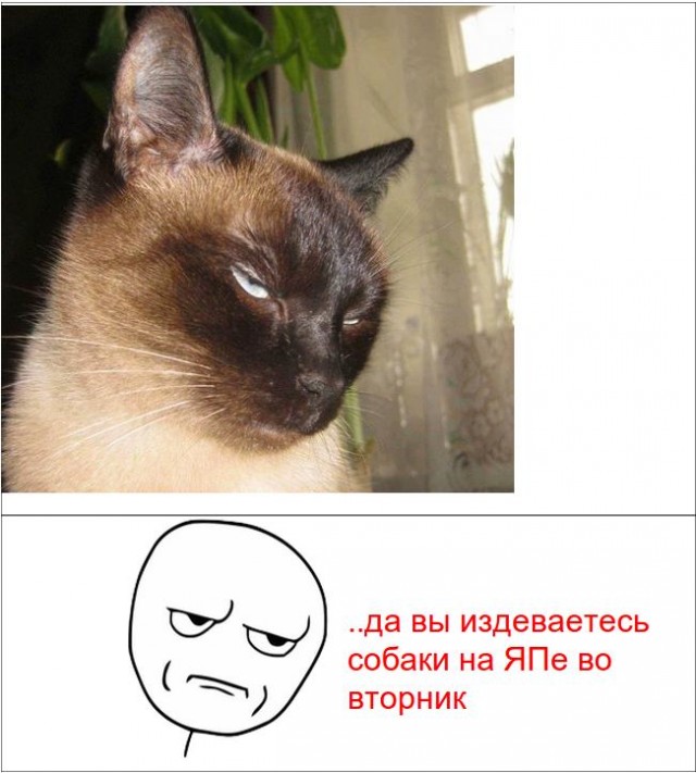Д! Я - Звезда!