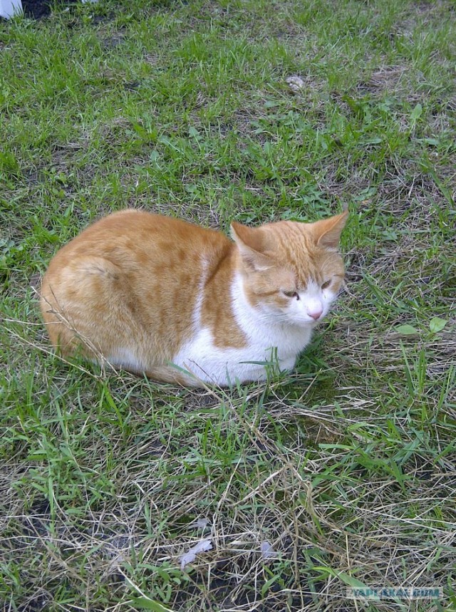 Котовторник 1 мая 2012