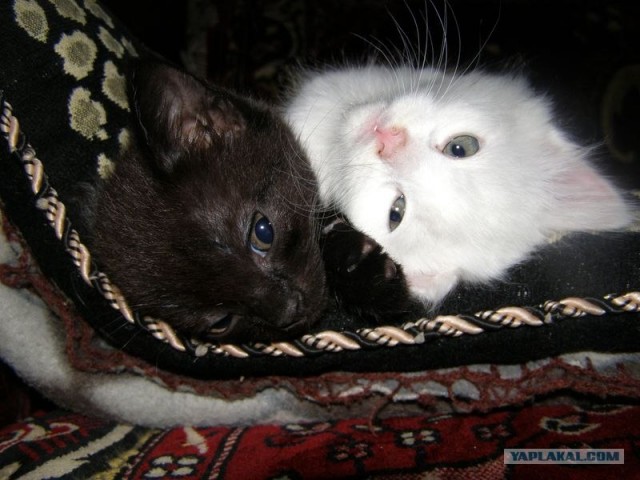 Котовторник 22.05.2012