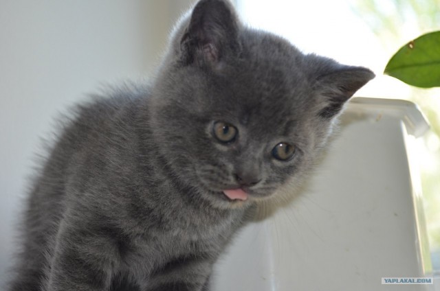 Котовторник на 26.06.12