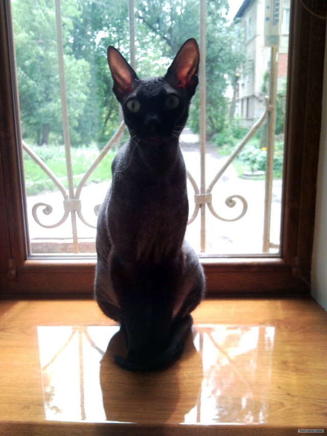Котовторник 10. 07. 2012