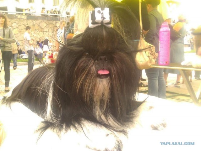 Собакочетверг